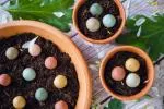 Blossombs Bombe di semi - Scatola regalo con uova - Primavera (6 pezzi) - fiori di prato selvatico