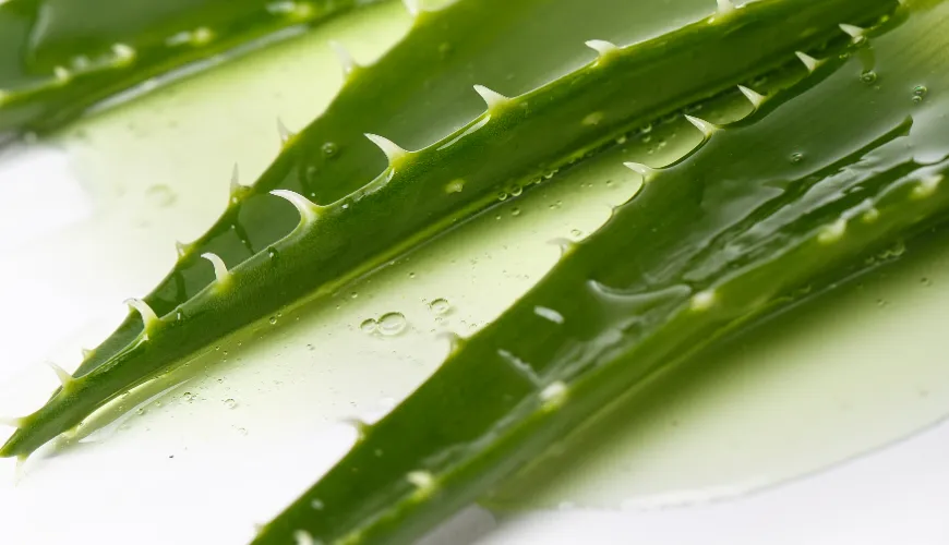 Come lavorare l'aloe vera e sfruttare i suoi benefici naturali