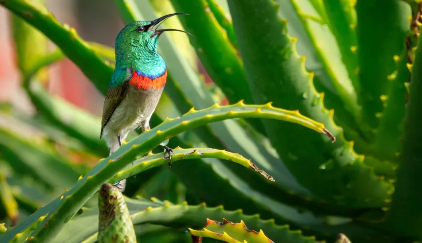 Come utilizzare l'aloe vera nella tua cura quotidiana