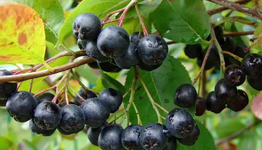 Quando l'aronia può causare effetti indesiderati sulla salute?