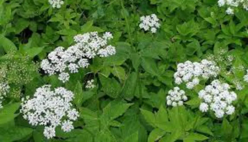 Come l'Aegopodium podagraria migliora la salute e perché includerla nella dieta