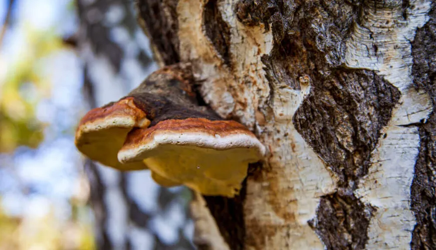 Chaga offre una protezione naturale contro lo stress e l'invecchiamento