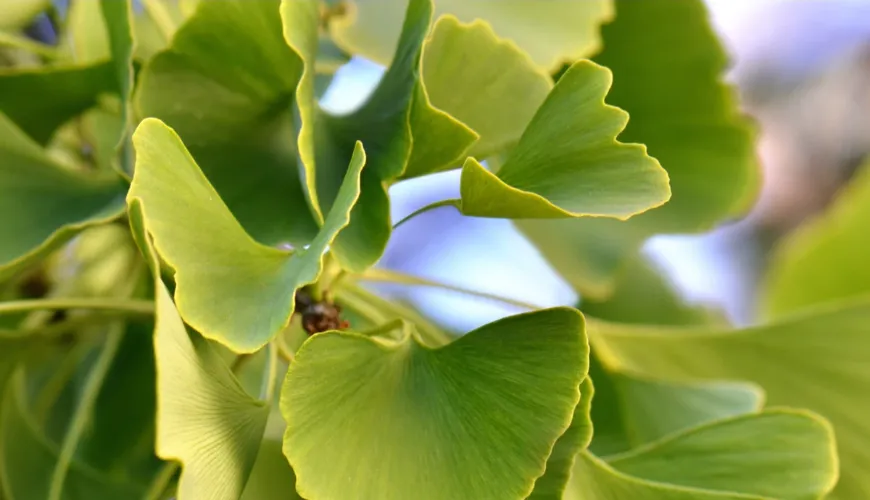 Ginkgo biloba - un aiuto efficace per l'ipertensione