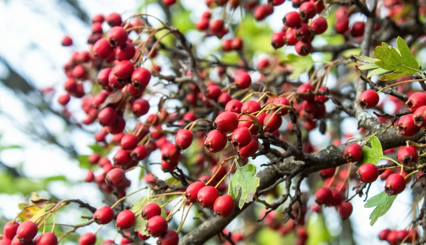 Scopri gli effetti collaterali del biancospino prima di usarlo