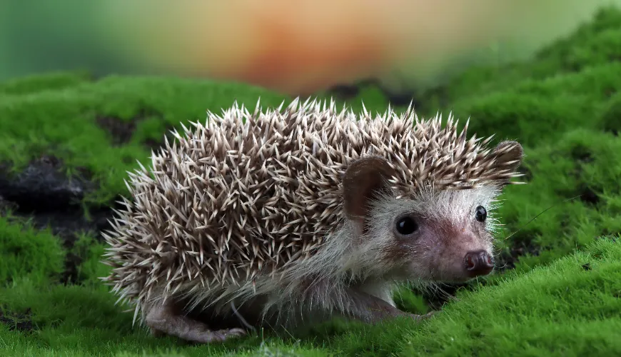 Aiuta i ricci nel giardino a scegliere il cibo giusto