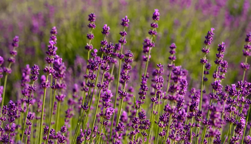 Come la lavanda aiuta a gestire lo stress e migliorare l'umore