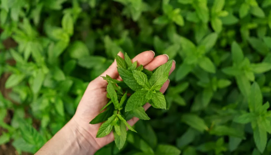 La menta non è sempre sicura. Fai attenzione ai suoi effetti collaterali.