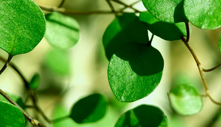 Perché dovresti includere la moringa nella tua dieta