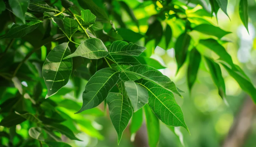 I segreti del neem nella medicina tradizionale e nel mondo moderno