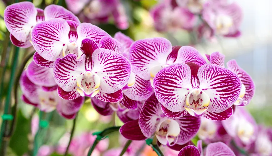 ## Jak a kdy správně přesazovat orchideje

Přesazování orchidejí je důležitý proces, který pomáhá za