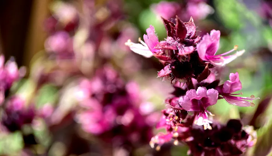 Come profuma il patchouli e perché ha conquistato il cuore dei maestri profumieri