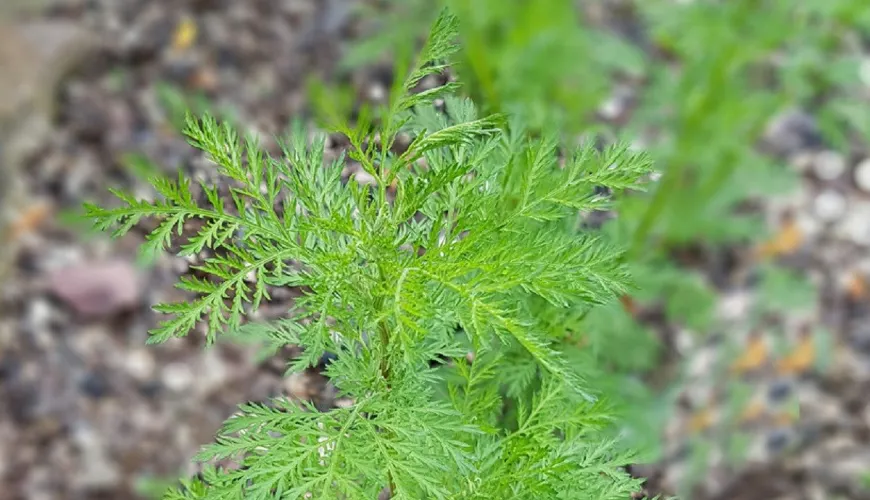 Uso dell'Artemisia annua nel trattamento delle malattie e nella cosmetica