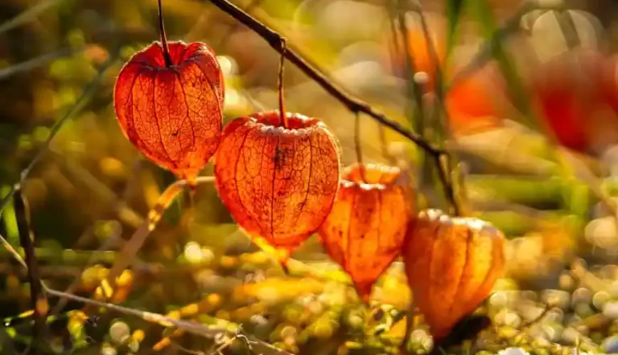 Il physalis è un frutto che sorprende per il suo gusto e i suoi effetti