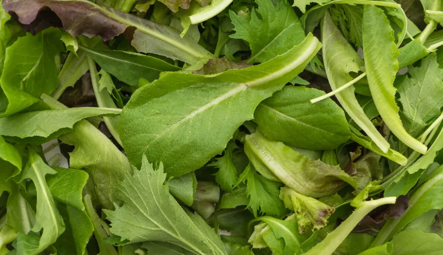 Rucola come superalimento per la tua vita sana