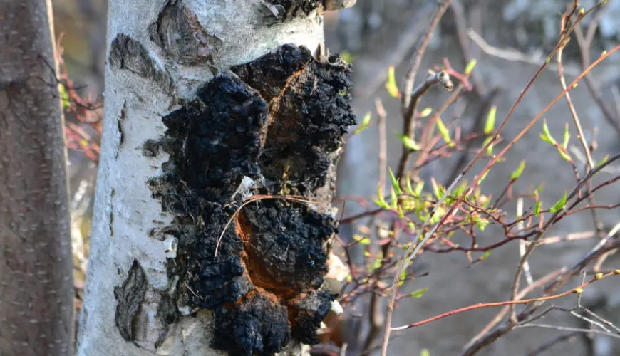 Chaga siberiana e i suoi effetti sulla tua salute e vitalità