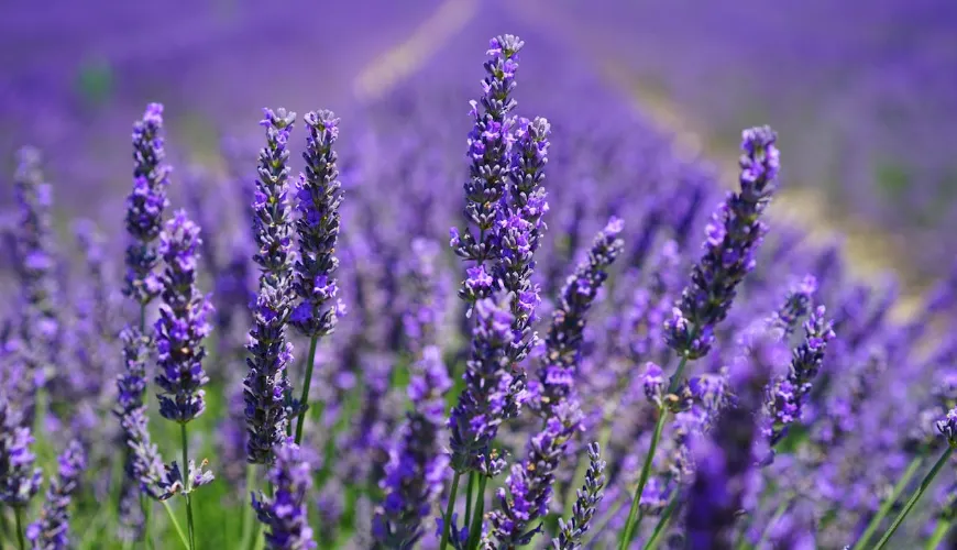 Come conservare la lavanda essiccata per tutto l'anno