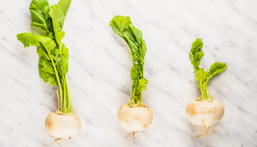 Come preparare il purè di rapa, la zuppa e altri piatti gustosi