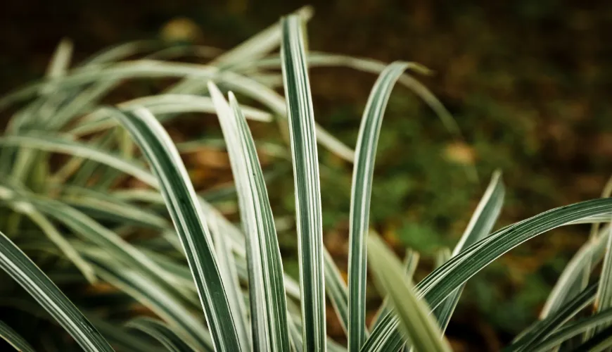 Cos'è il vetiver e come si ottiene il suo olio essenziale?