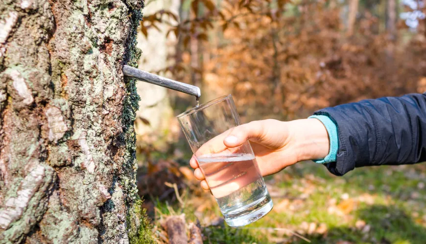 Acqua di betulla - elisir naturale ricco di salute e vitalità