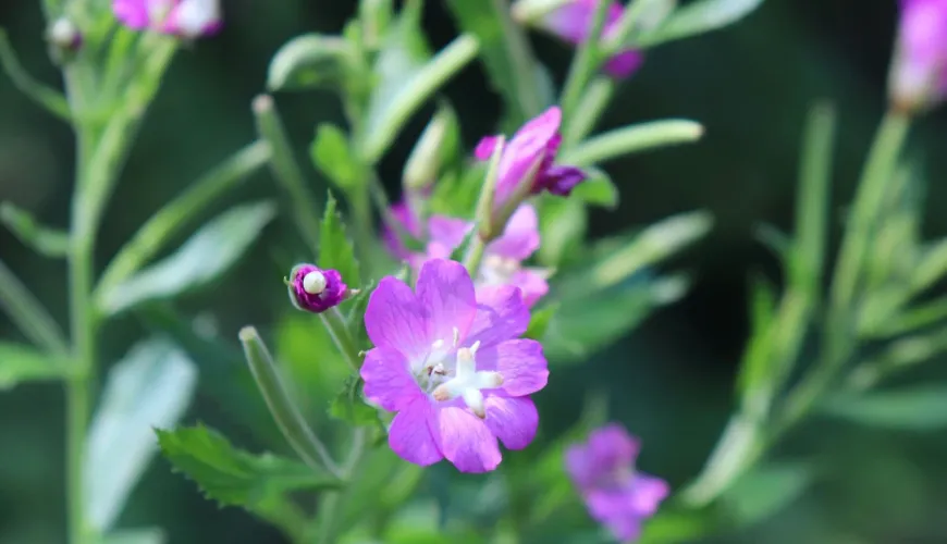 Sostieni la tua salute con l'epilobio a fiore piccolo