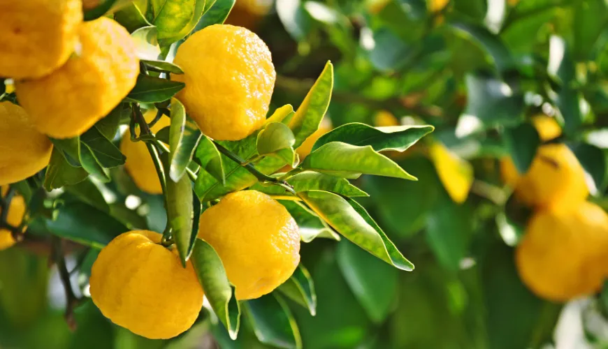 Il miracolo naturale dello yuzu e i suoi benefici per la salute